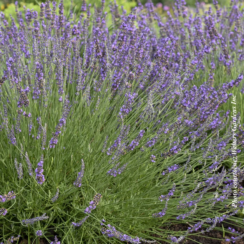 Lavande ‘Phenomenal’ (Lavandula × intermedia 'Phenomenal')
