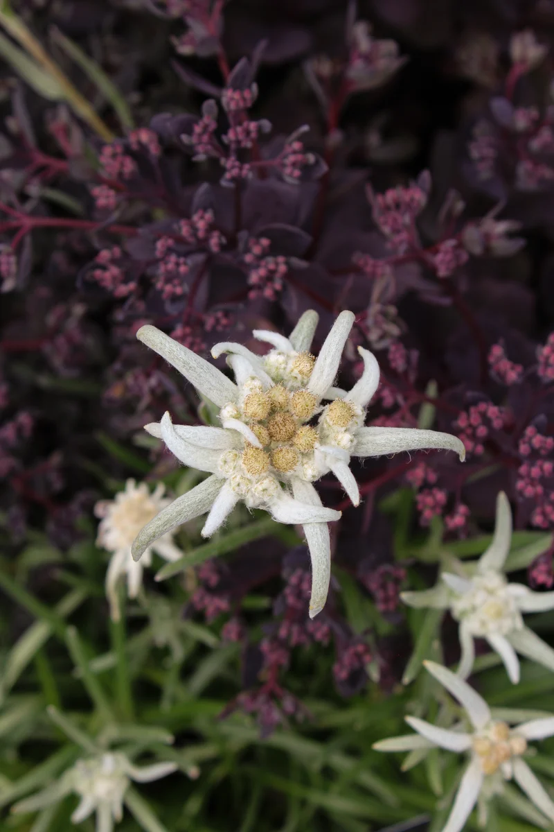 Edelweiss ‘Blossom of Snow’ (Leontopodium 'Blossom of Snow')
