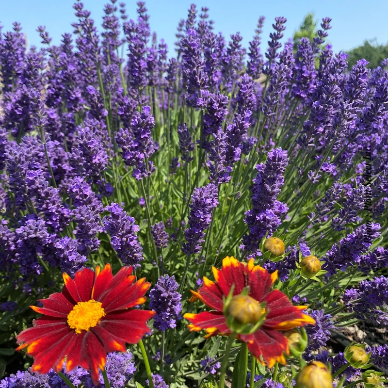 Lavande ‘Super Blue’ (Lavandula angustifolia 'Super Blue')