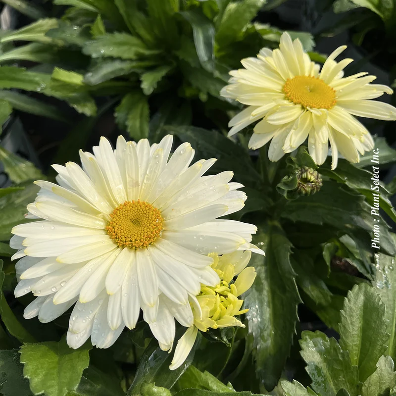 Marguerite ‘Amazing Daisies Banana Cream II’ (Leucanthemum Amazing Daisies® 'Banana Cream II')