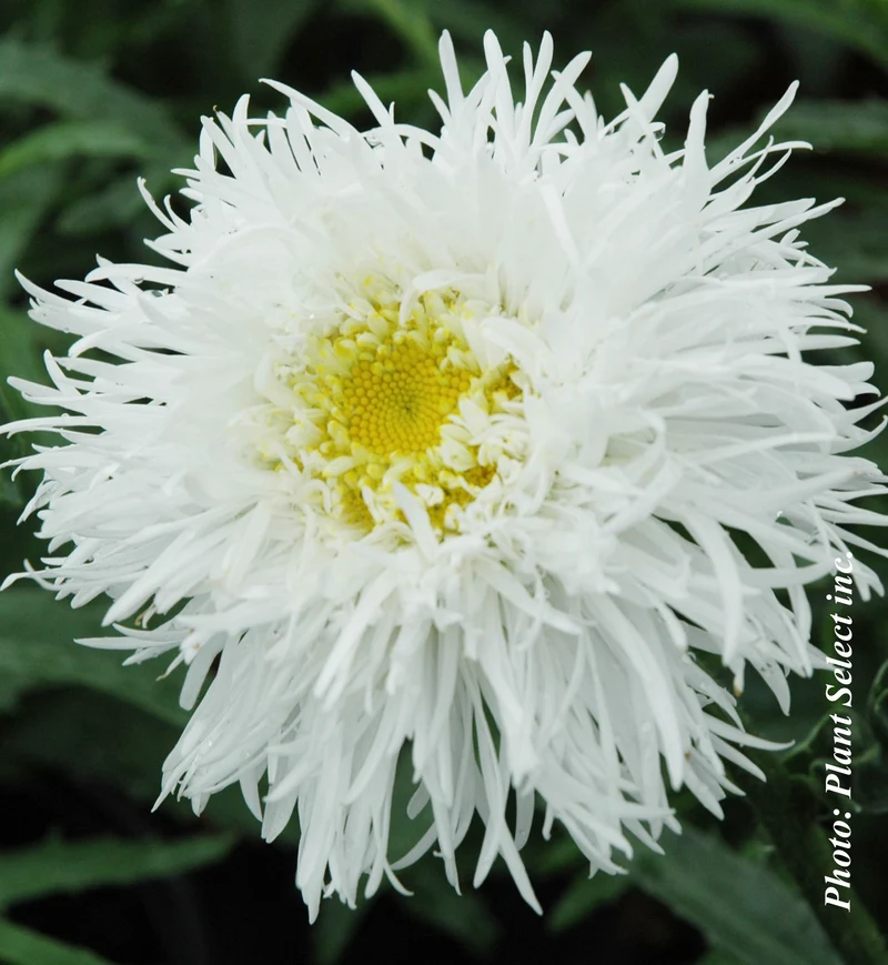 Marguerite ‘Aglaia’ (Leucanthemum superbum 'Aglaia')