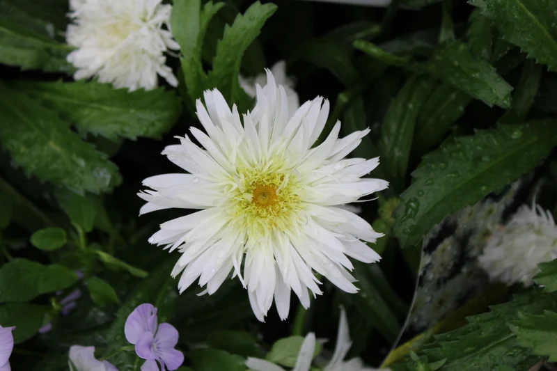 Marguerite ‘Amazing Daisies Marshmallow’ (Leucanthemum Amazing Daisies® 'Marshmallow')