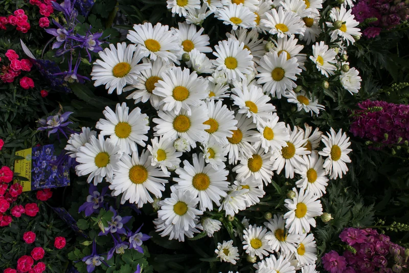 Marguerite ‘Amazing Daisies Daisy May’ (Leucanthemum superbum 'Amazing Daisies Daisy May')