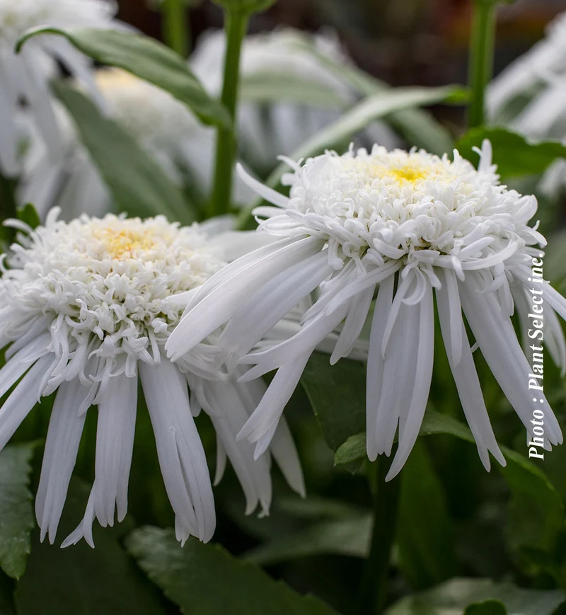 Marguerite ‘Carpet Angel Daisy’ (Leucanthemum superbum 'Carpet Angel Daisy')