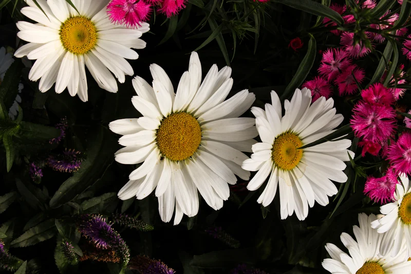 Marguerite ‘Betsy’ (Leucanthemum Betsy™)