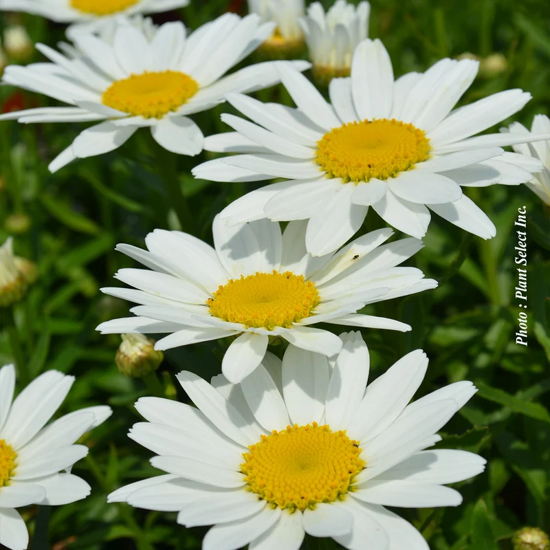 Marguerite ‘Snowcap’ (Leucanthemum superbum 'Snowcap')
