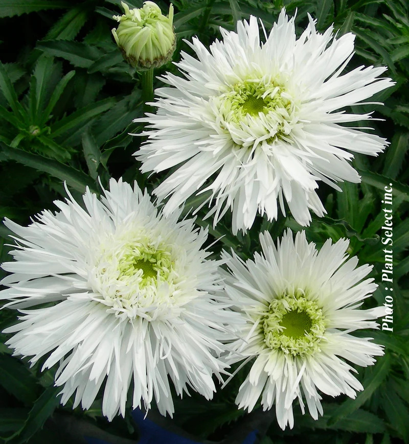 Marguerite ‘Sante’ (Leucanthemum superbum 'Sante')