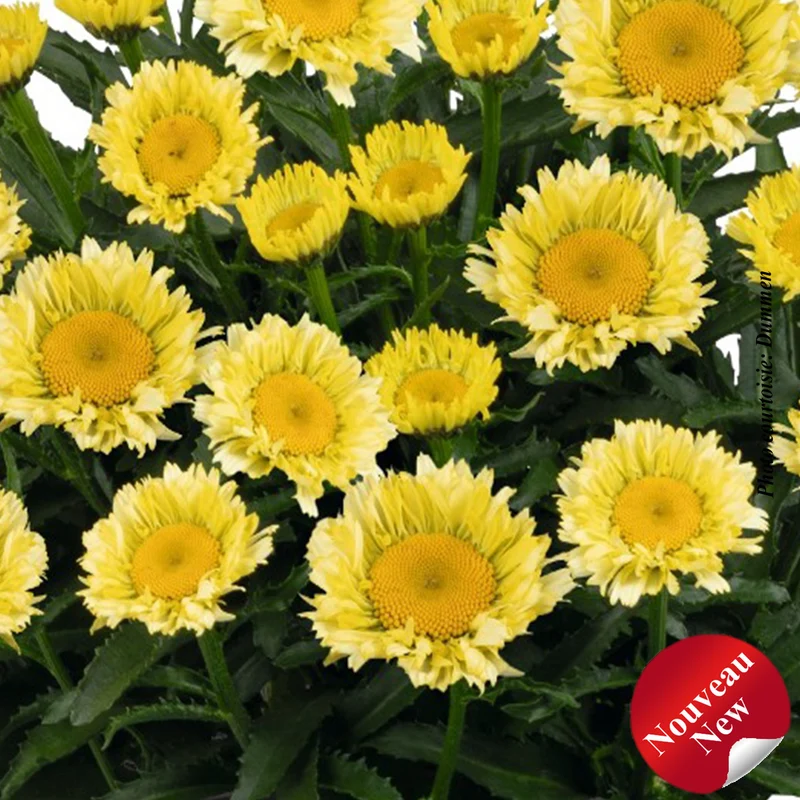 Marguerite ‘Sweet Daisy Izabel’ (Leucanthemum superbum 'Sweet Daisy Izabel')