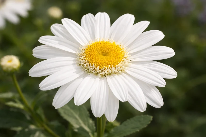 Marguerite ‘Sweet Daisy Birdy’ (Leucanthemum superbum 'Sweet Daisy Birdy')