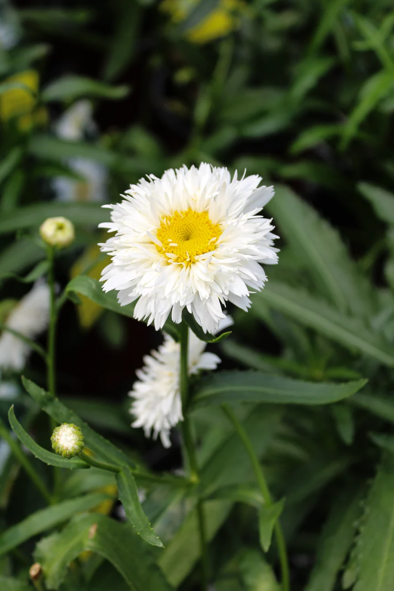 Marguerite ‘Sweet Daisy Rebecca’ (Leucanthemum superbum 'Sweet Daisy Rebecca')