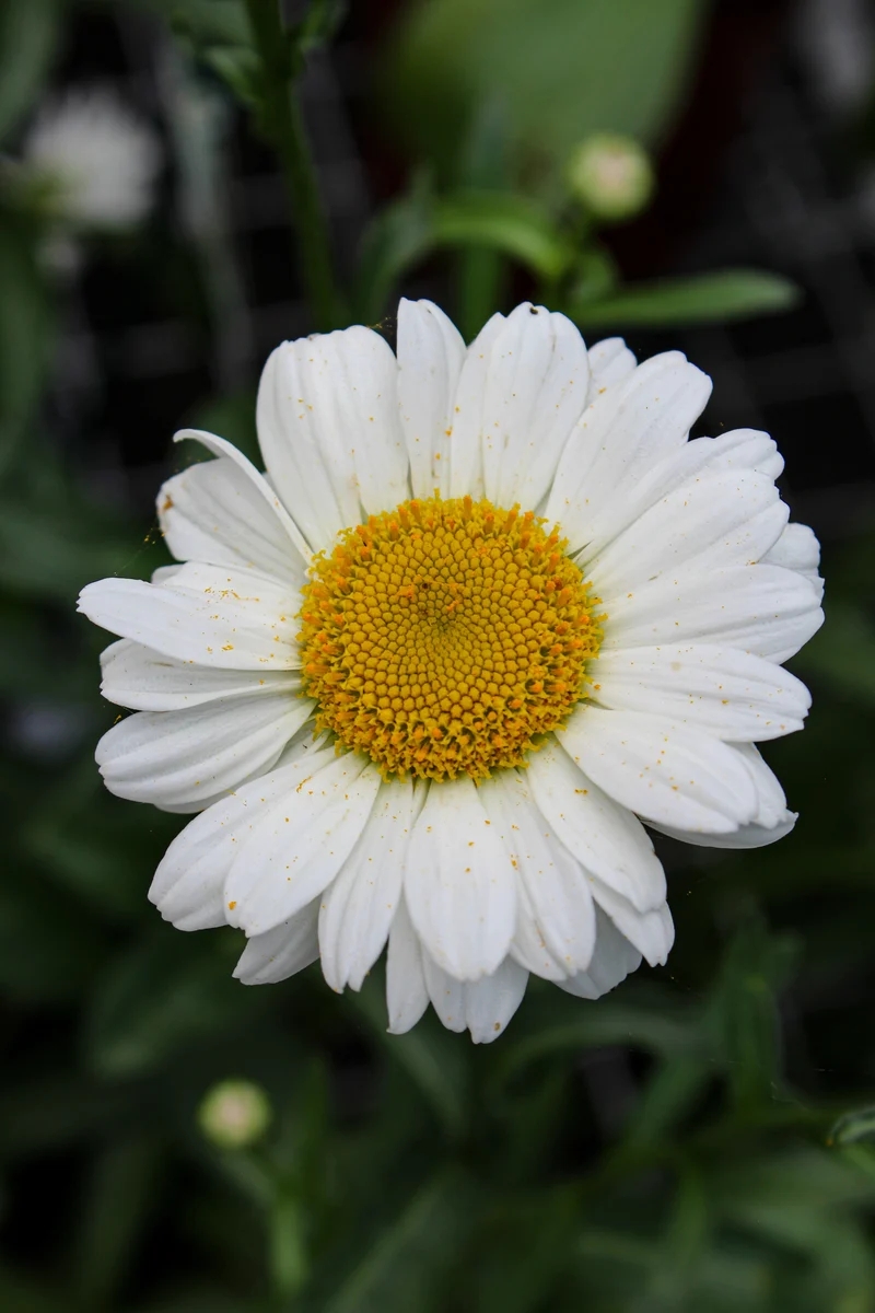 Marguerite ‘Sweet Daisy Jane’ (Leucanthemum superbum 'Sweet Daisy Jane')