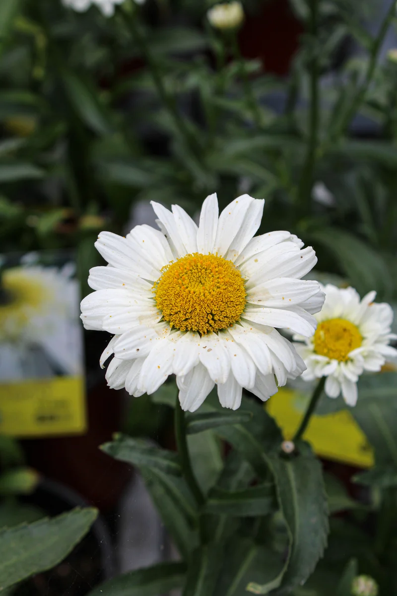 Marguerite ‘Sweet Daisy Jane’ (Leucanthemum superbum 'Sweet Daisy Jane')