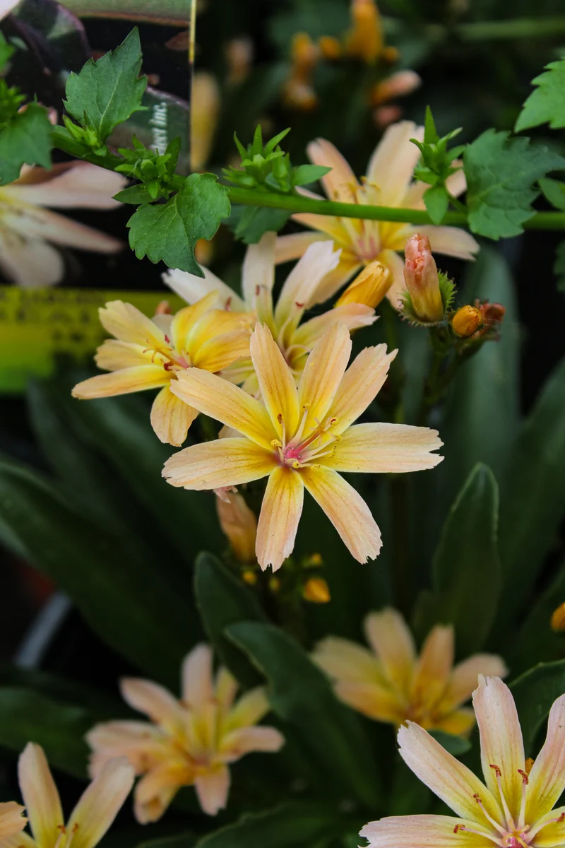 Lewisia ‘Little Peach’ (Lewisia longipetala 'Little Peach')