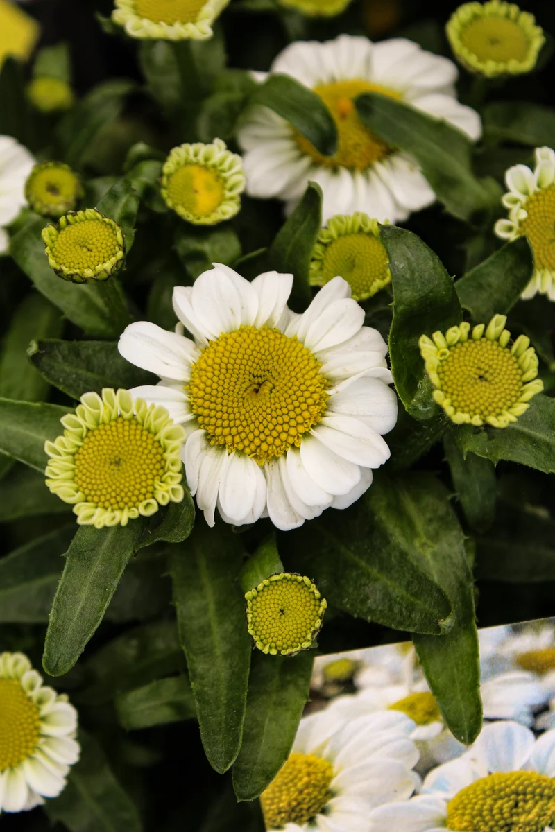 Marguerite ‘Sweet Daisy Shelly’ (Leucanthemum superbum 'Sweet Daisy Shelly')