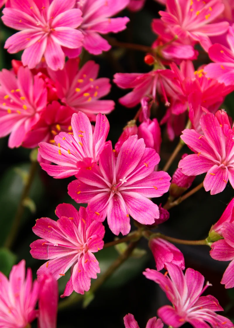 Lewisia ‘Safira Coral’ (Lewisia Safira™ 'Coral')