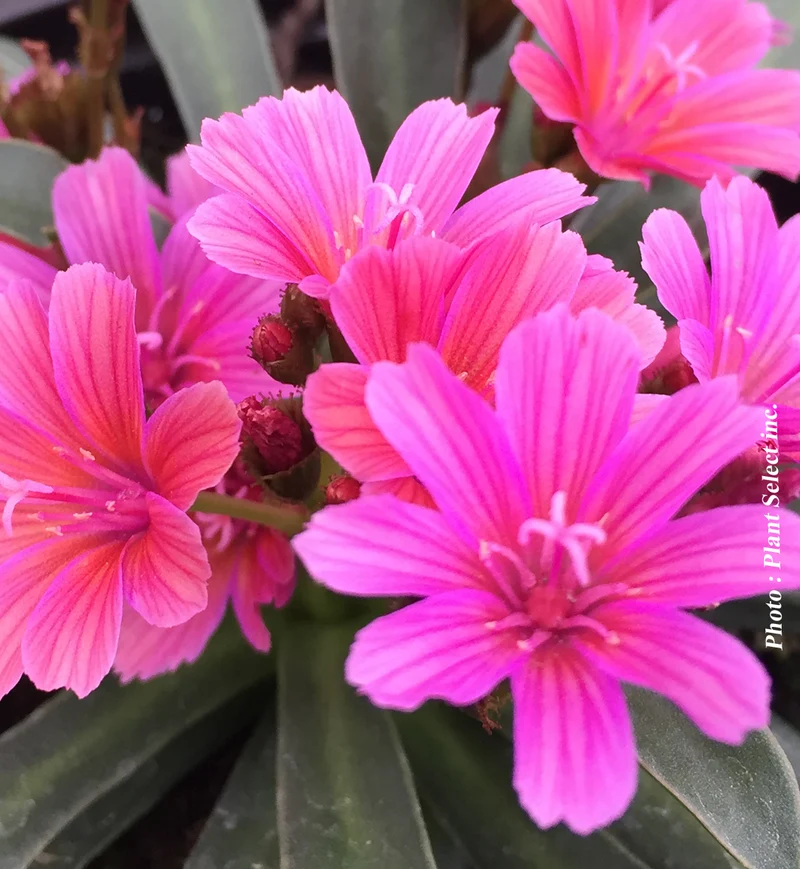 Lewisia ‘Little Raspberry’ (Lewisia longipetala 'Little Raspberry')