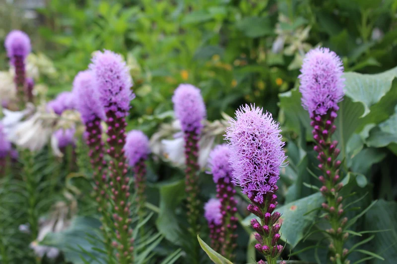Liatride ‘Kobold’ (Liatris spicata 'Kobold')