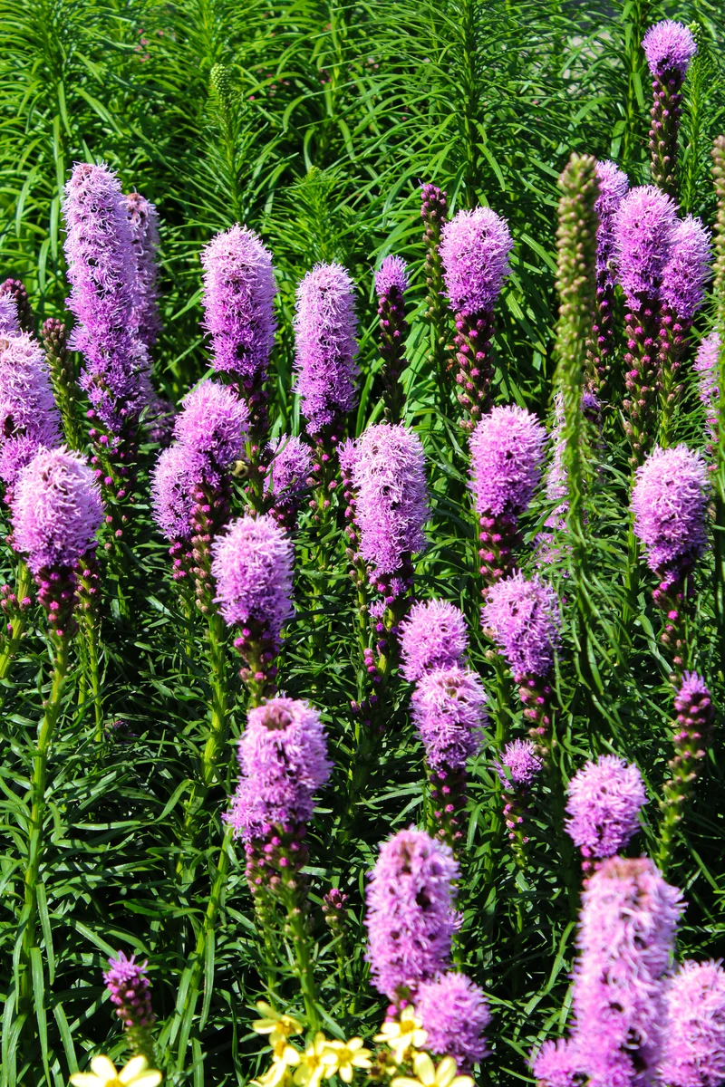 Liatride ‘Kobold’ (Liatris spicata 'Kobold')