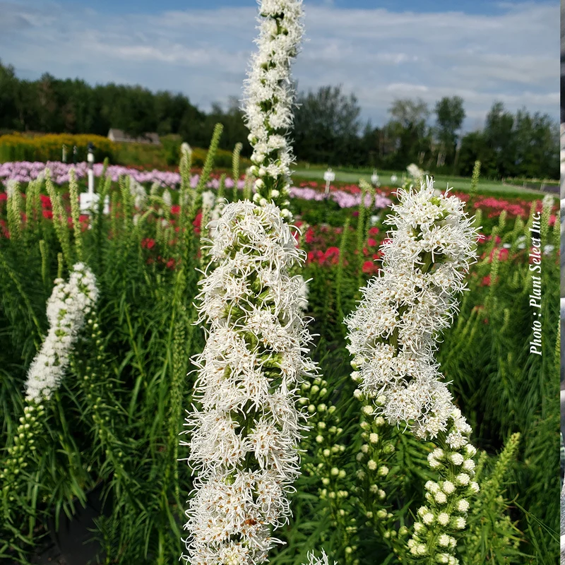 Liatride ‘Floristant White’ (Liatris spicata ‘Floristan White’)