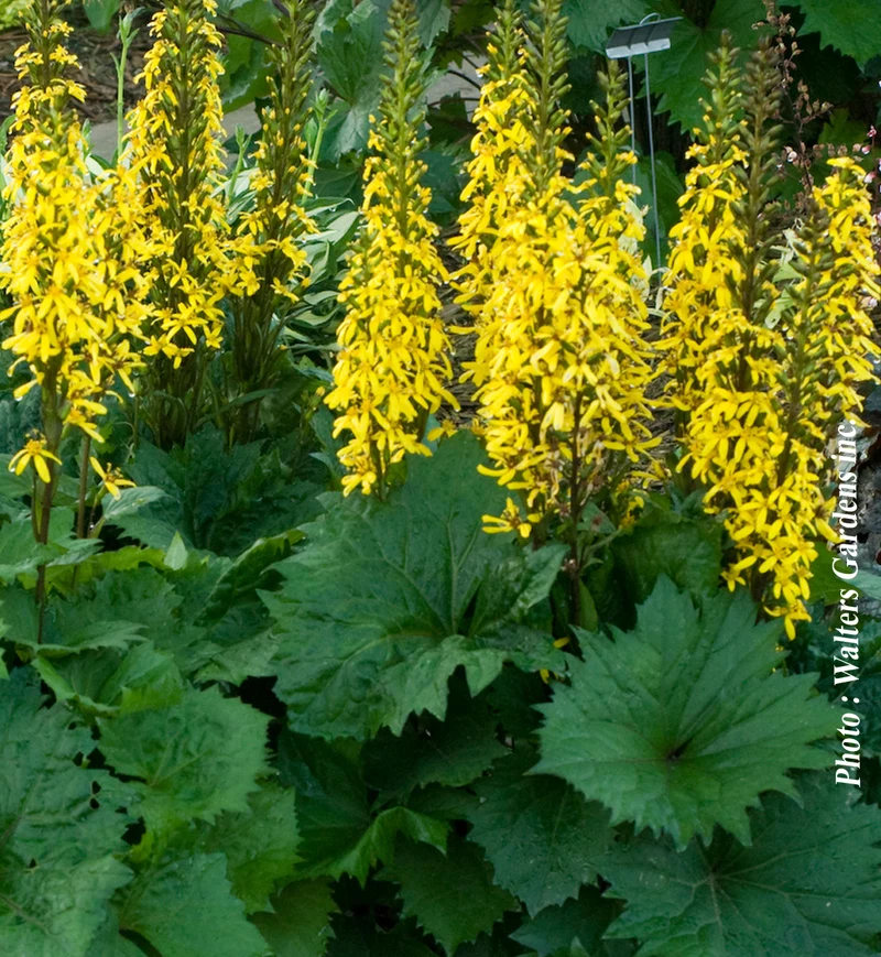 Ligulaire ‘Bottle Rocket’ (Ligularia 'Bottle Rocket')