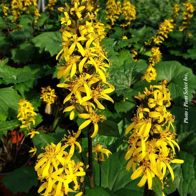 Ligulaire ‘Little Rocket’ (Ligularia stenocephala 'Little Rocket')