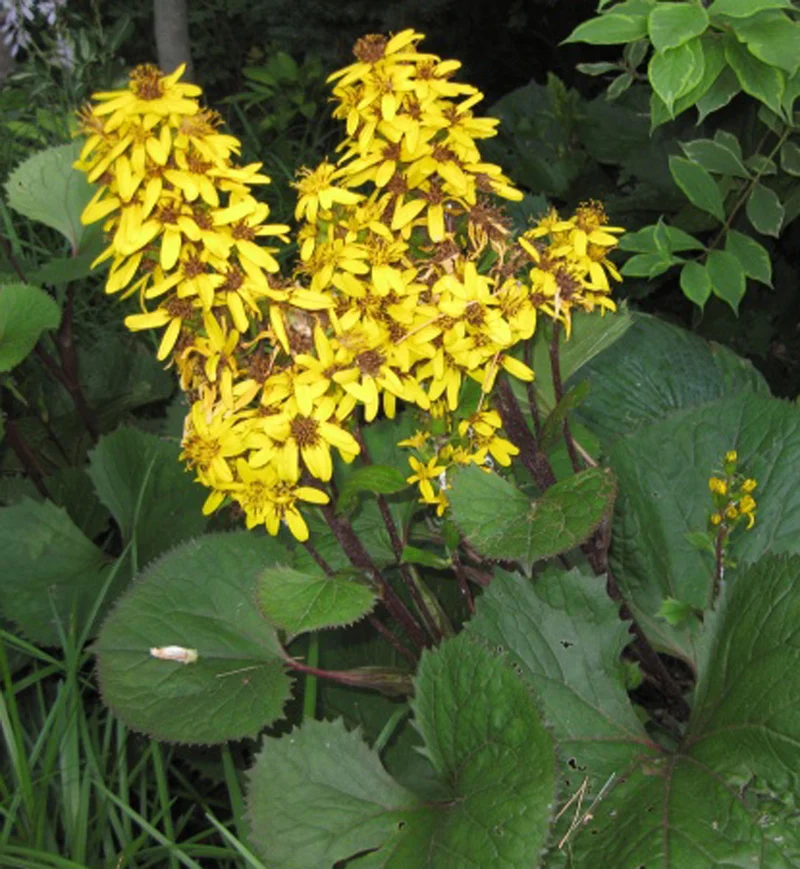 Ligulaire ‘Little Lantern’ (Ligularia 'Little Lantern')