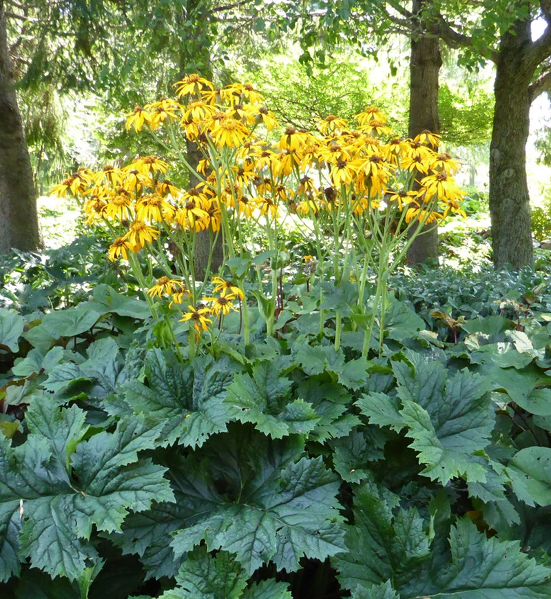Ligulaire ‘Osiris Majeste’ (Ligularia 'Osiris Majeste')