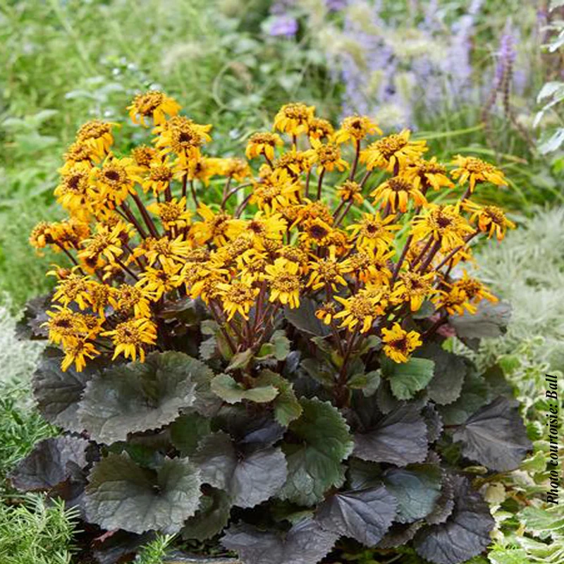 Ligulaire ‘Pandora’ (Ligularia dentata 'Pandora')