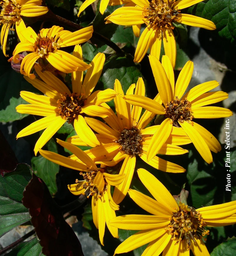 Ligulaire ‘Othello’ (Ligularia dentata 'Othello')
