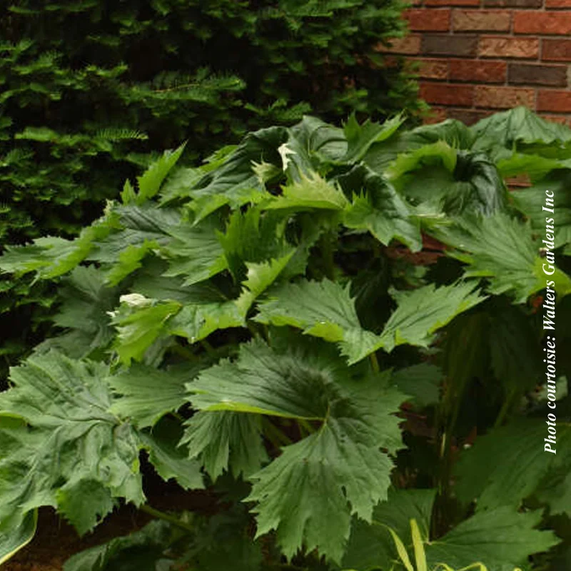 Ligulaire ‘Tractor Seat’ (Ligularia 'Tractor Seat')
