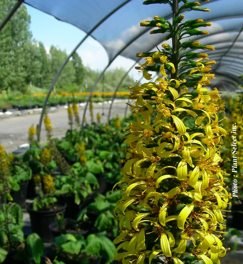 Ligulaire ‘The Rocket’ (Ligularia stenocephala 'The Rocket')