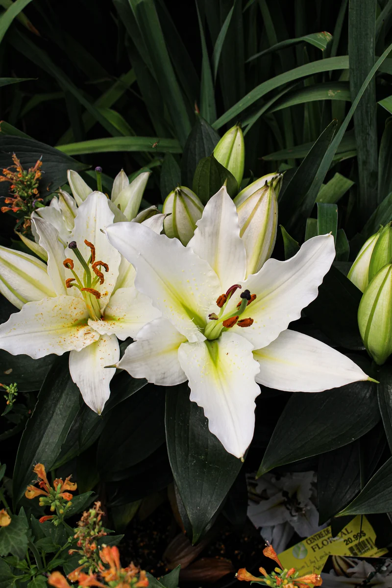 Lis ‘Sunny Azores’ (Lilium orientalis 'Sunny Azores')
