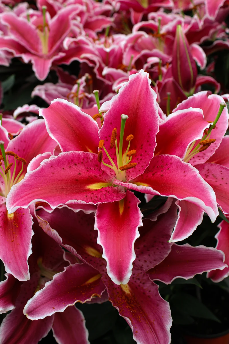 Lis ‘Sunny Martinique’ (Lilium orientalis 'Sunny Martinique')