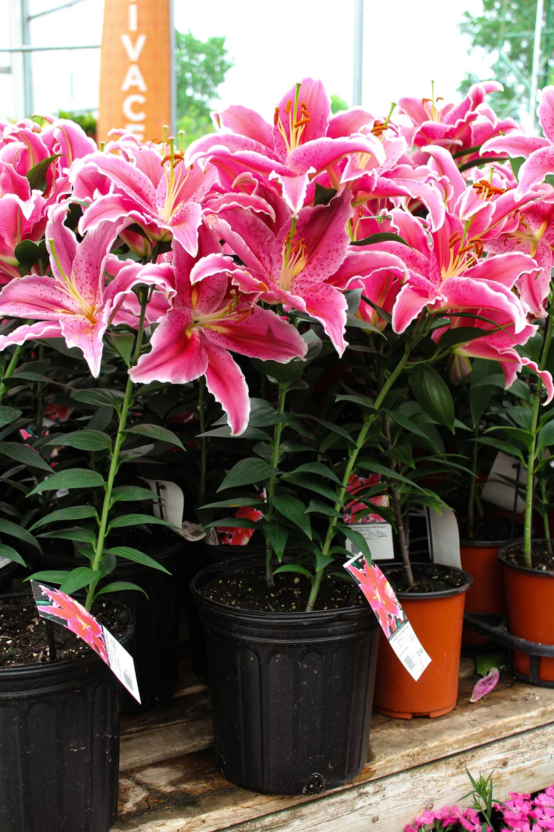 Lis ‘Sunny Martinique’ (Lilium orientalis 'Sunny Martinique')
