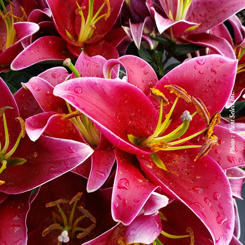 Lis ‘Sunny Keys’ (Lilium orientalis 'Sunny Keys')