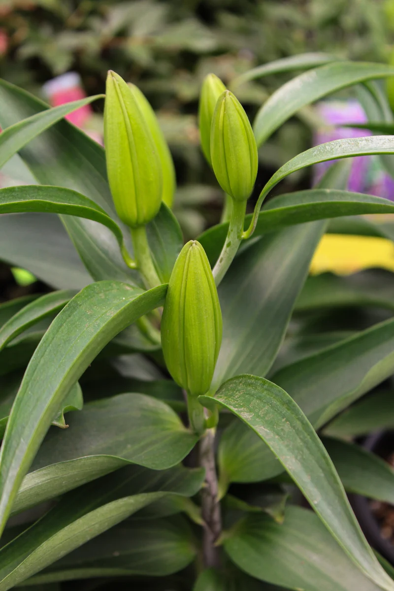 Lis ‘Sunny Keys’ (Lilium orientalis 'Sunny Keys')