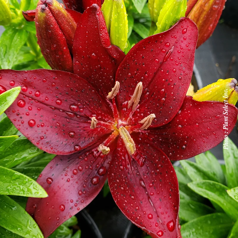 Lis ‘Tiny Comfort’ (Lilium asiatica 'Tiny Comfort')