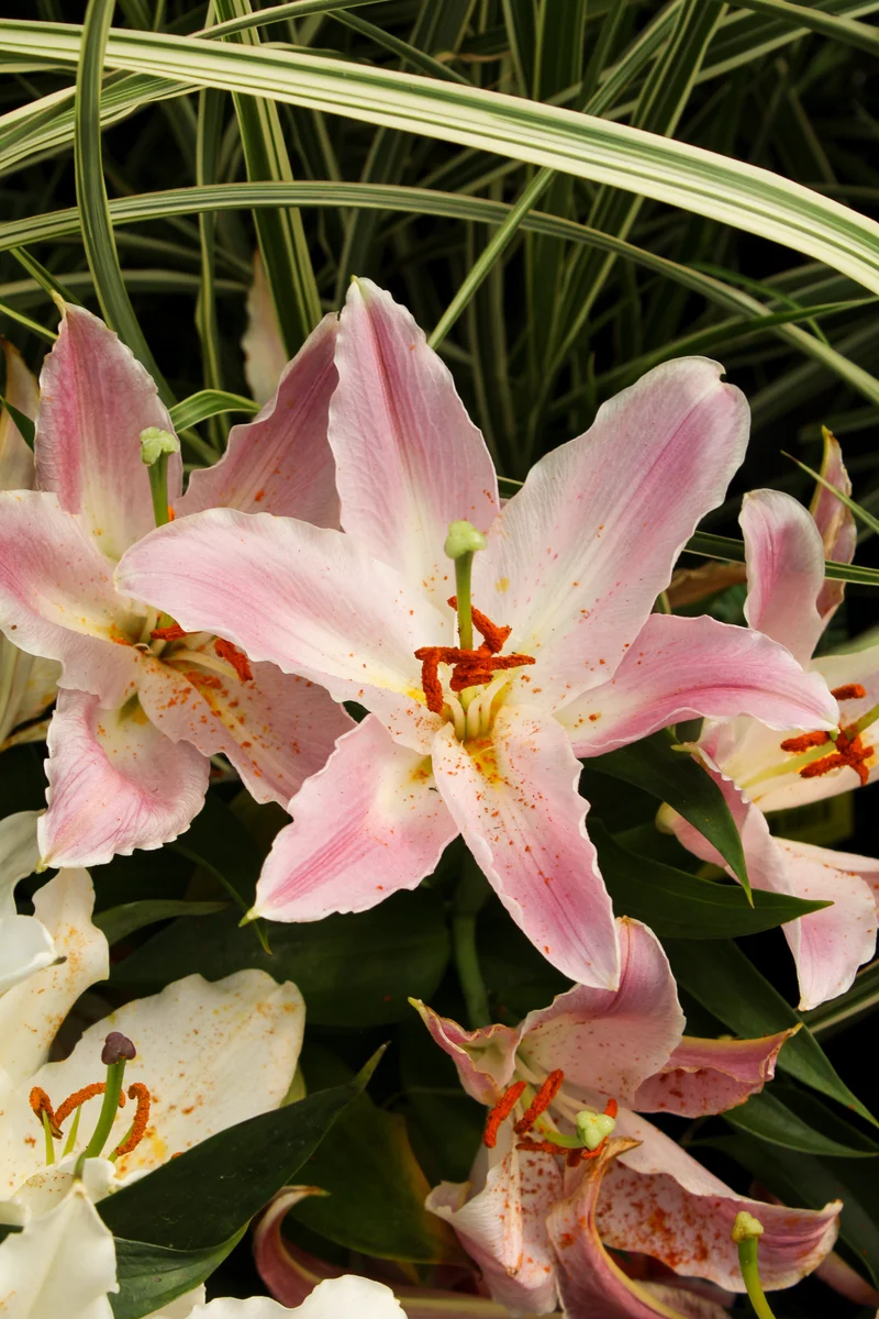 Lis ‘Sunny Robyn’ (Lilium orientalis 'Sunny Robyn')