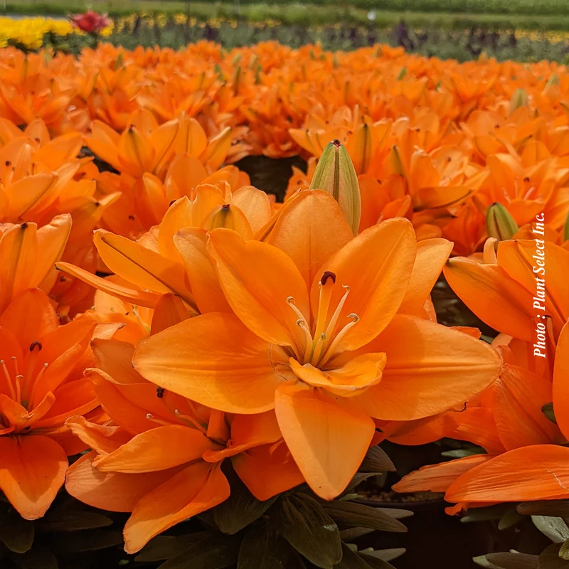Lis ‘Tiny Double Dutch’ (Lilium asiatica 'Tiny Double Dutch')