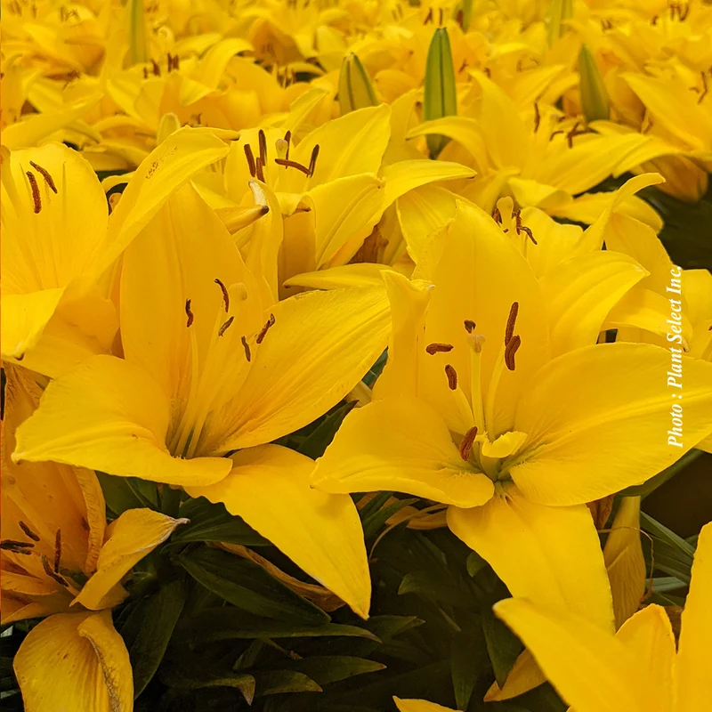 Lis ‘Tiny Ranger’ (Lilium asiatica 'Tiny Ranger')