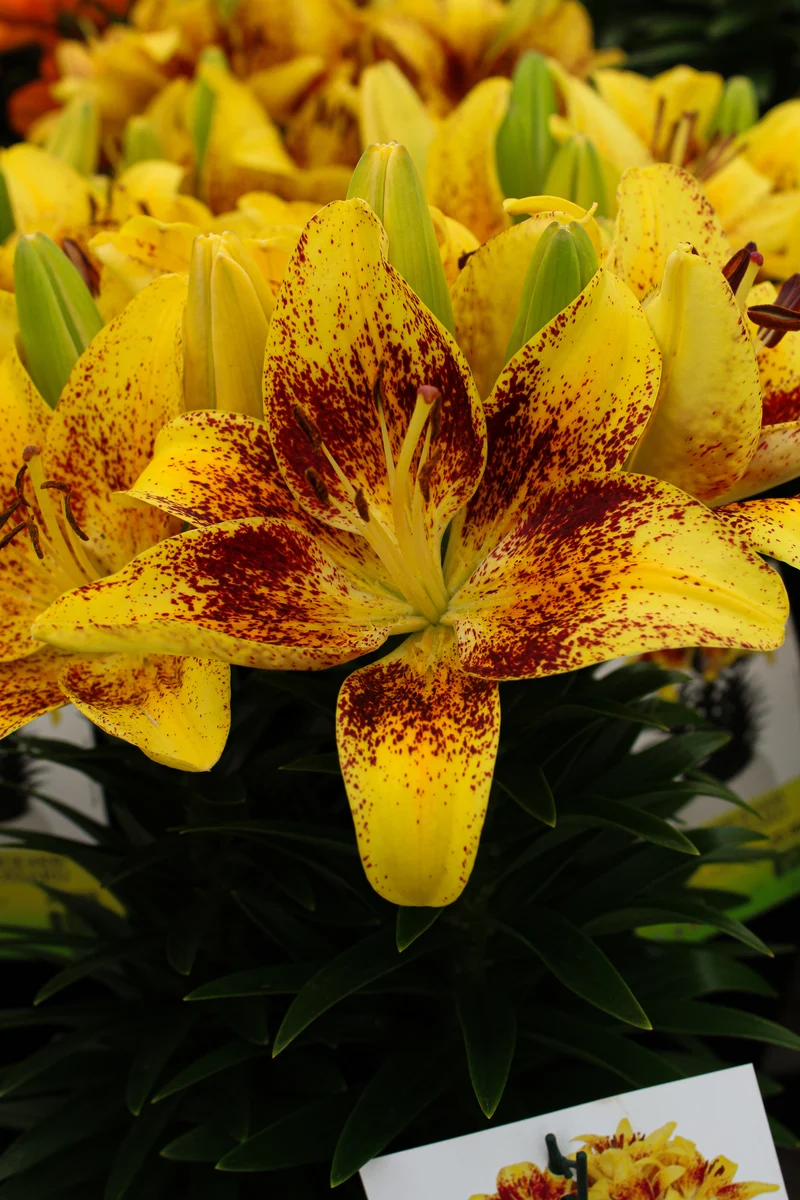 Lis ‘Tiny Nugget’ (Lilium Lily Looks™ 'Tiny Nugget')