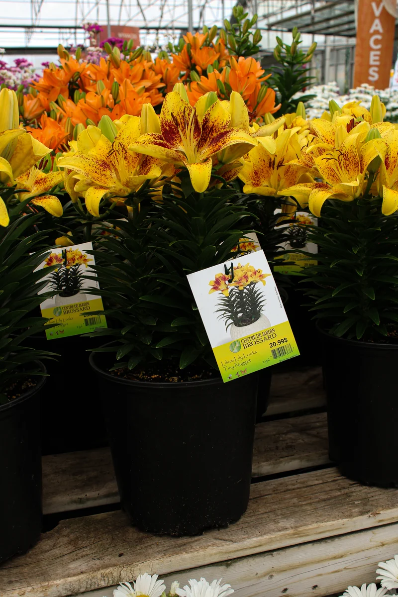 Lis ‘Tiny Nugget’ (Lilium Lily Looks™ 'Tiny Nugget')