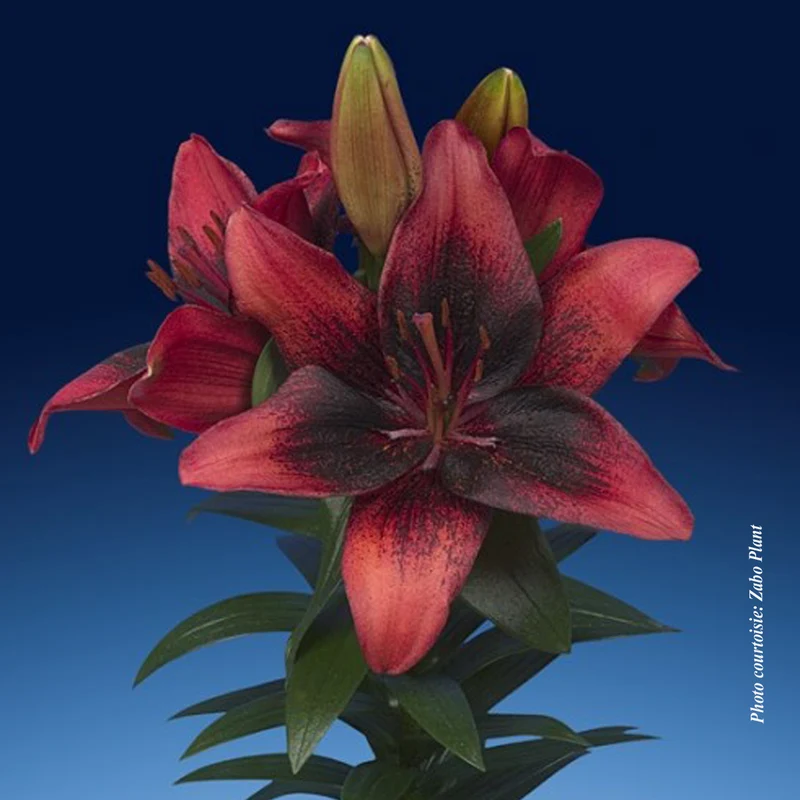 Lis ‘Tiny Shadow’ (Lilium asiatica 'Tiny Shadow')