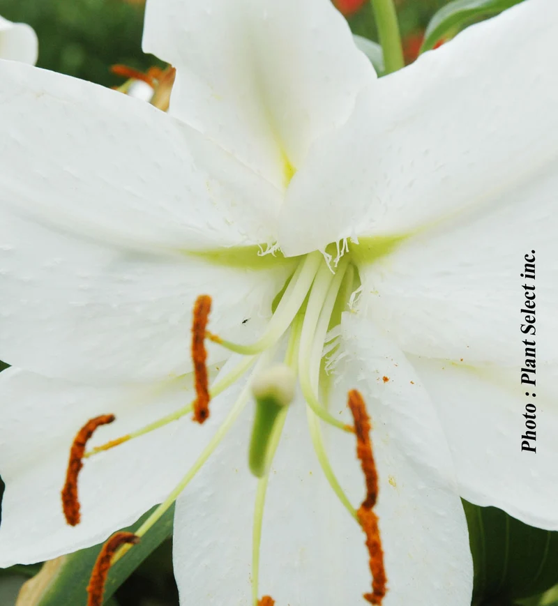 Lis ‘Casa Blanca’ (Lilium orientalis 'Casa Blanca')