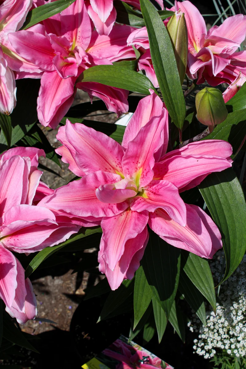 Lis ‘Roselily Sara’ (Lilium orientalis 'Roselily Sara')