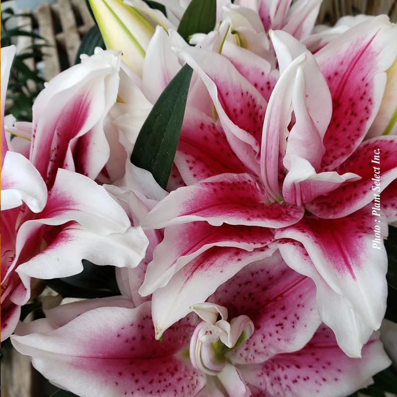 Lis ‘Roselily Nowa’ (Lilium orientalis 'Roselily Nowa')