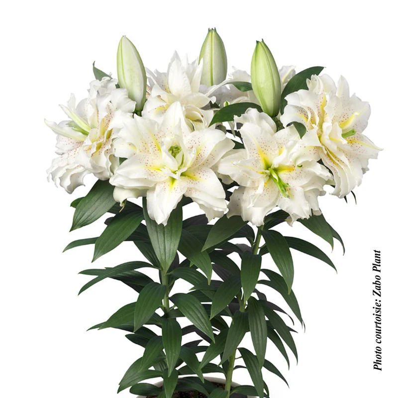 Lis ‘Roselily Sita’ (Lilium orientalis 'Roselily Sita')
