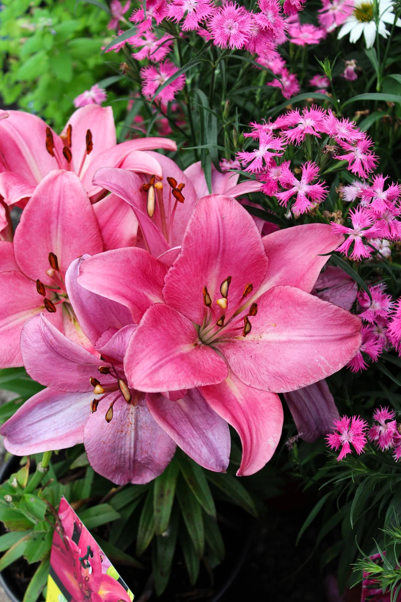 Lis Longiflorum-Asiatique ‘Summer Sky’ (Lilium 'Summer Sky®' (L.A.))