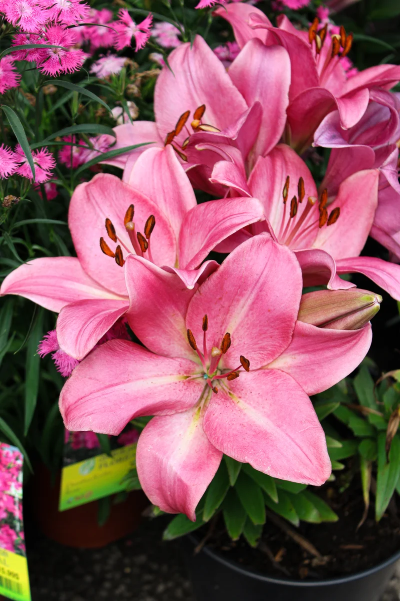Lis Longiflorum-Asiatique ‘Summer Sky’ (Lilium 'Summer Sky®' (L.A.))