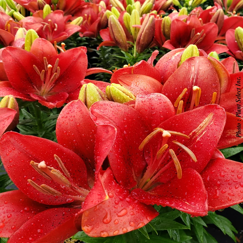 Lis Longiflorum-Asiatique ‘Summer Scarlet’ (Lilium 'Summer Scarlet®' (L.A.))